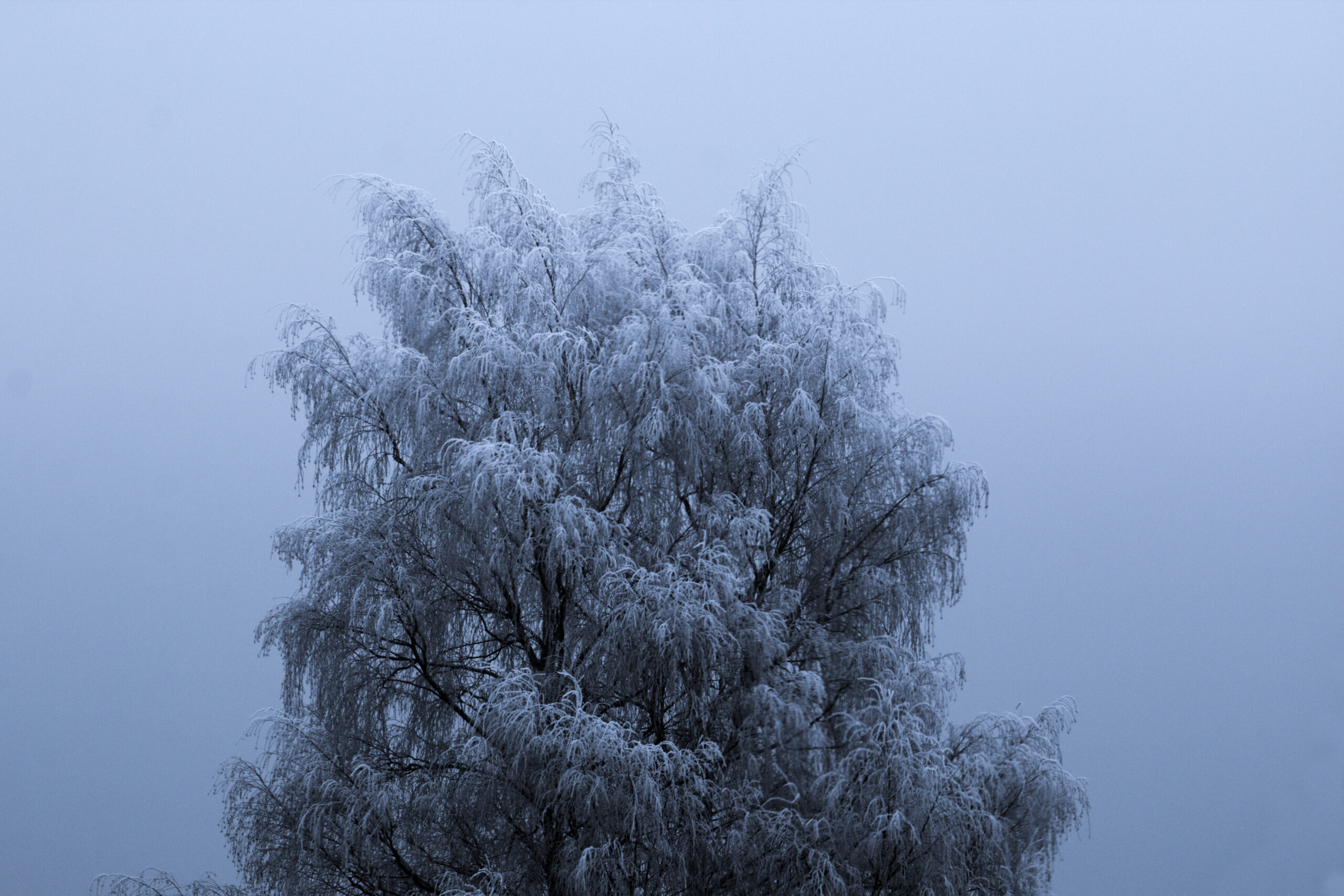 Baum mit Raureif