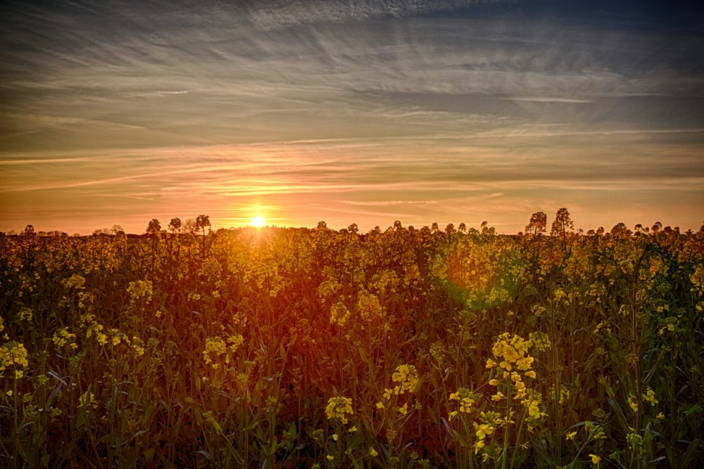 2016-05-01-Sonnenuntergang-Rapsfeld-Geschendorf1