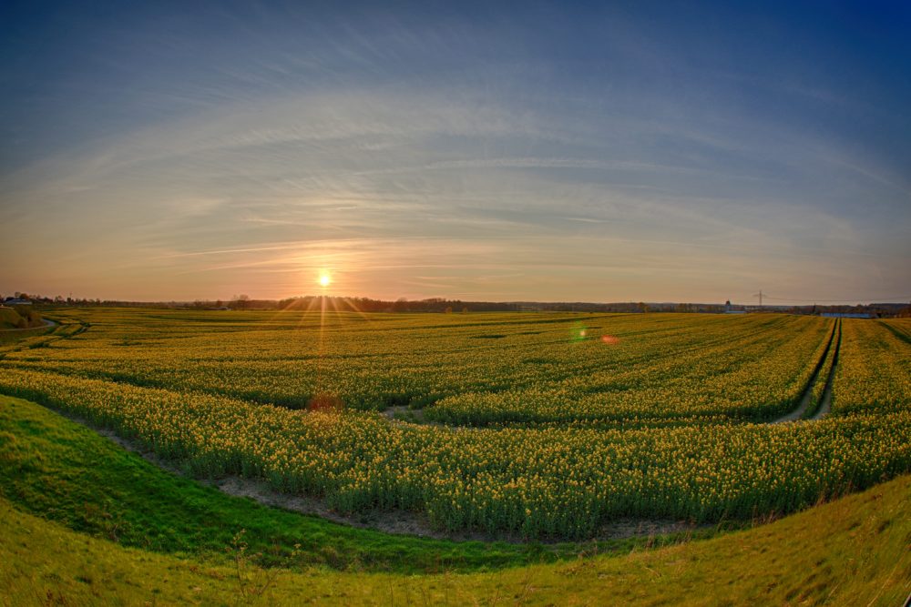 2016-05-01-Sonnenuntergang-Rapsfeld-Geschendorf2