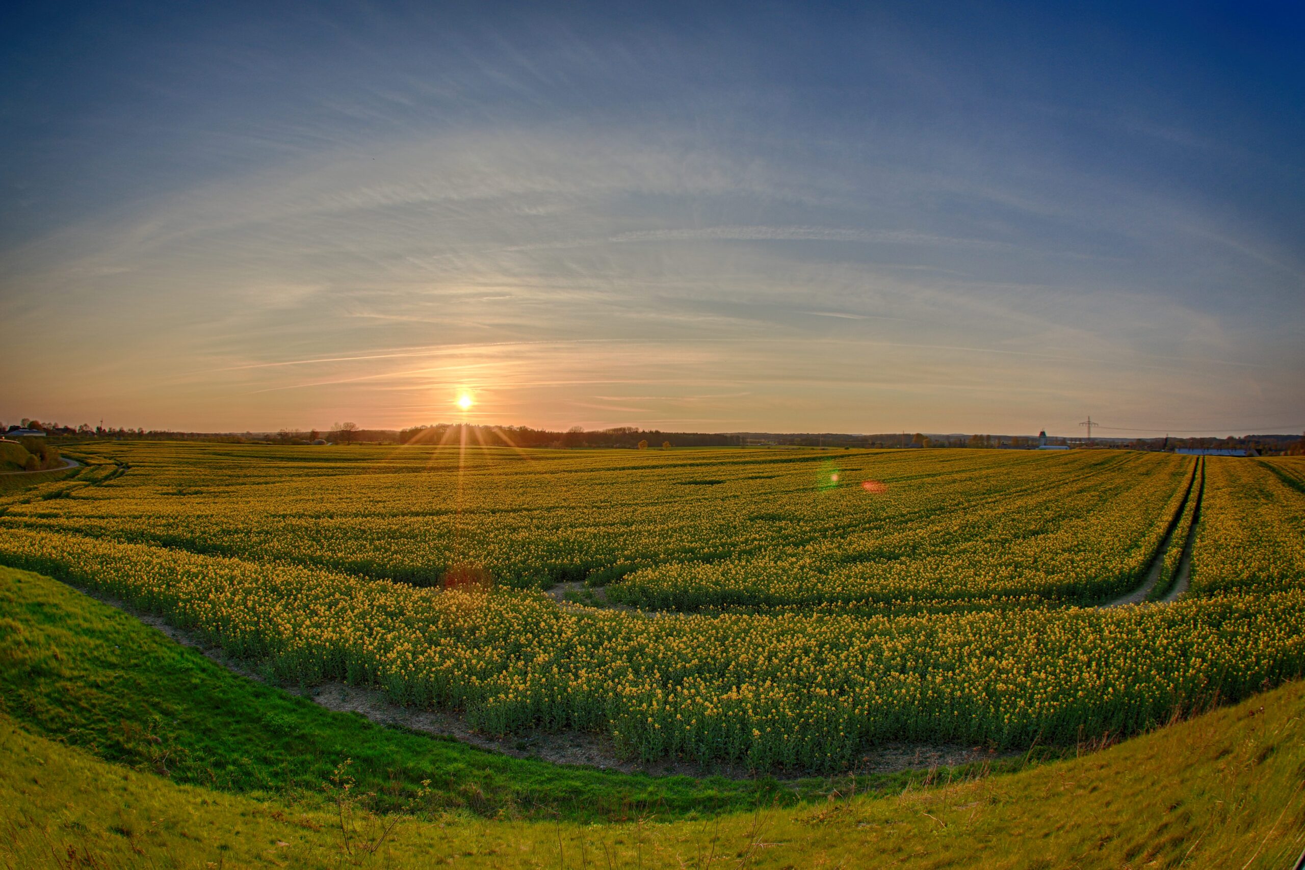 Sonnenuntergang über Rapsfeld bei Geschendorf