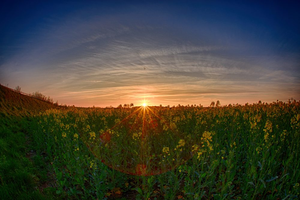 2016-05-01-Sonnenuntergang-Rapsfeld-Geschendorf3