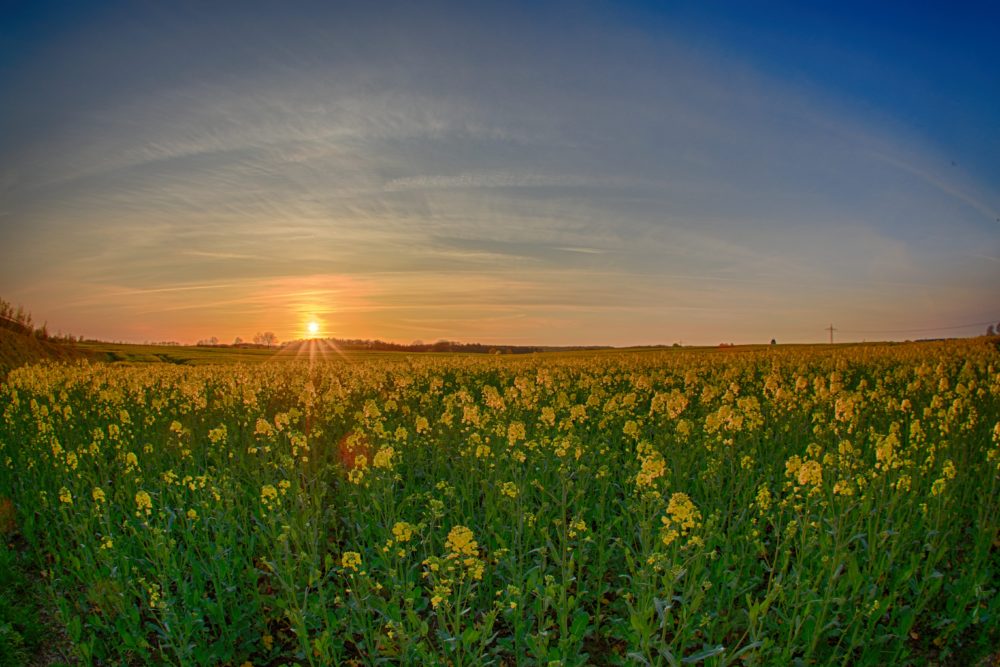 2016-05-01-Sonnenuntergang-Rapsfeld-Geschendorf4